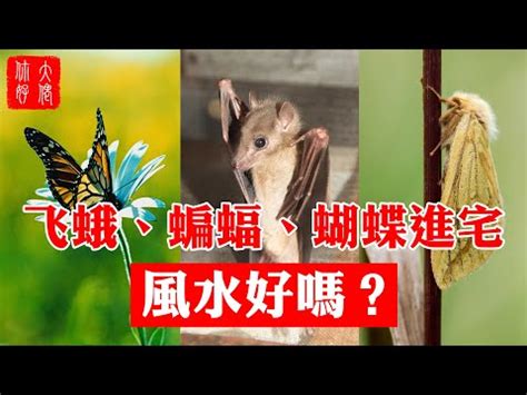 蜻蜓跑來家裡|【家裡出現蜻蜓代表什麼】家中突現蜻蜓，好兆頭還是警訊？